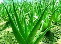 aloe